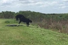 Quand un cheval sauvage s'attaque à un alligator... (vidéo) Quand un cheval sauvage s'attaque à un alligator... (vidéo)
